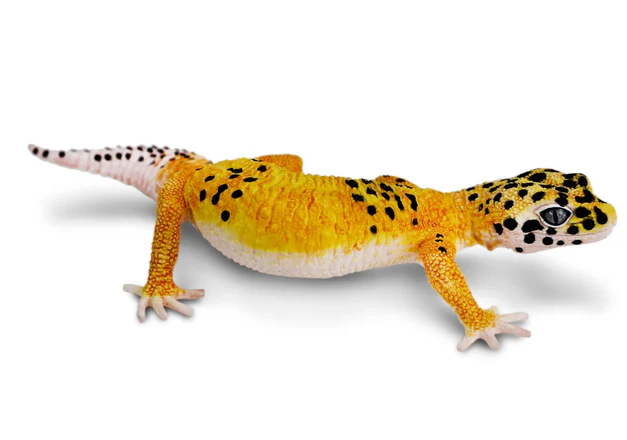 Safari LTD Animals