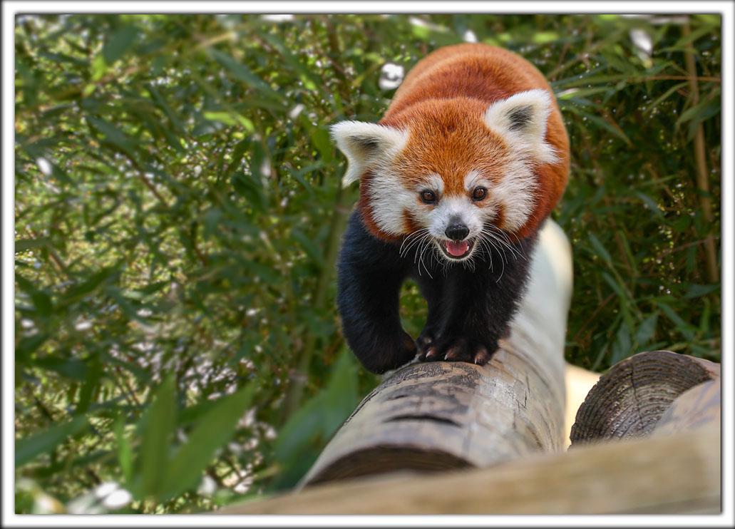 Zoo Postcard