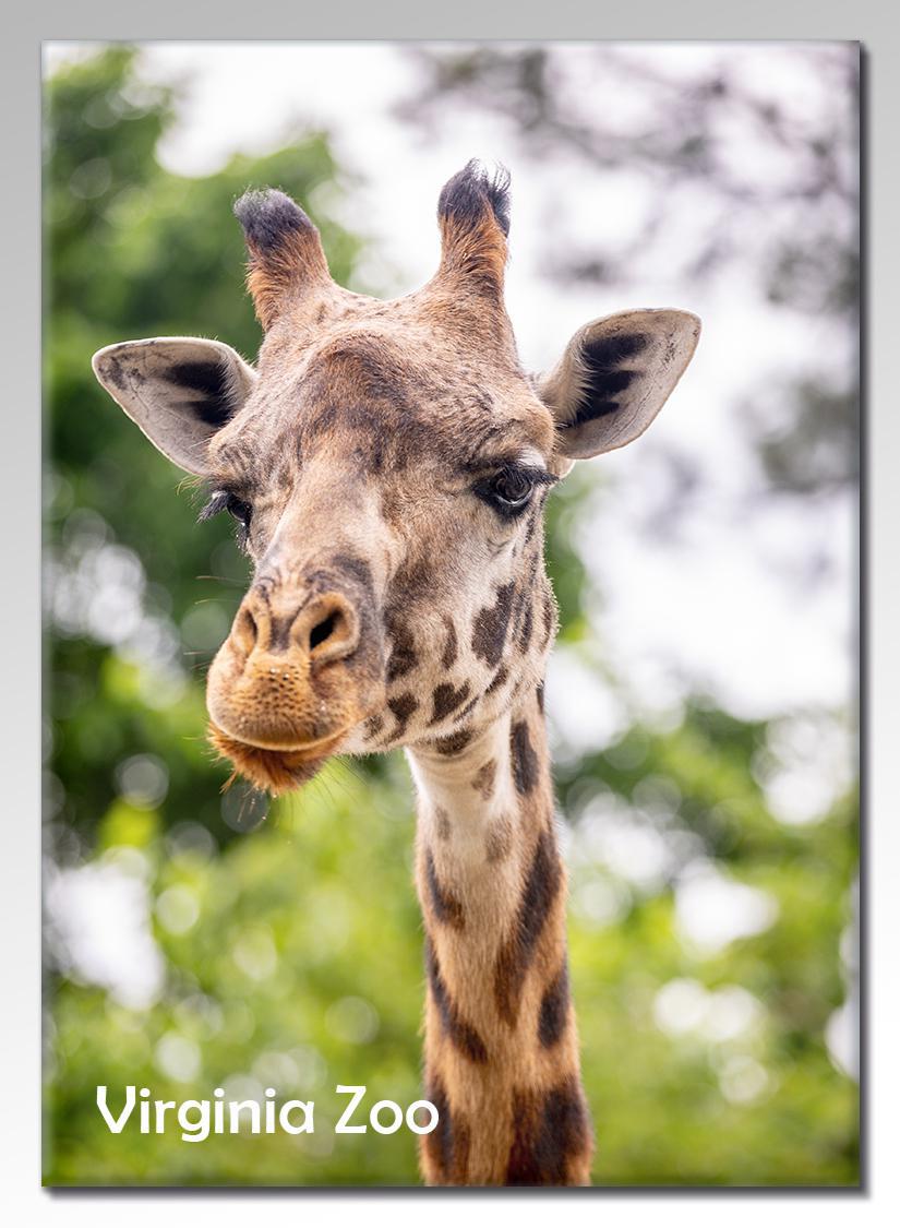Zoo Flat Magnet