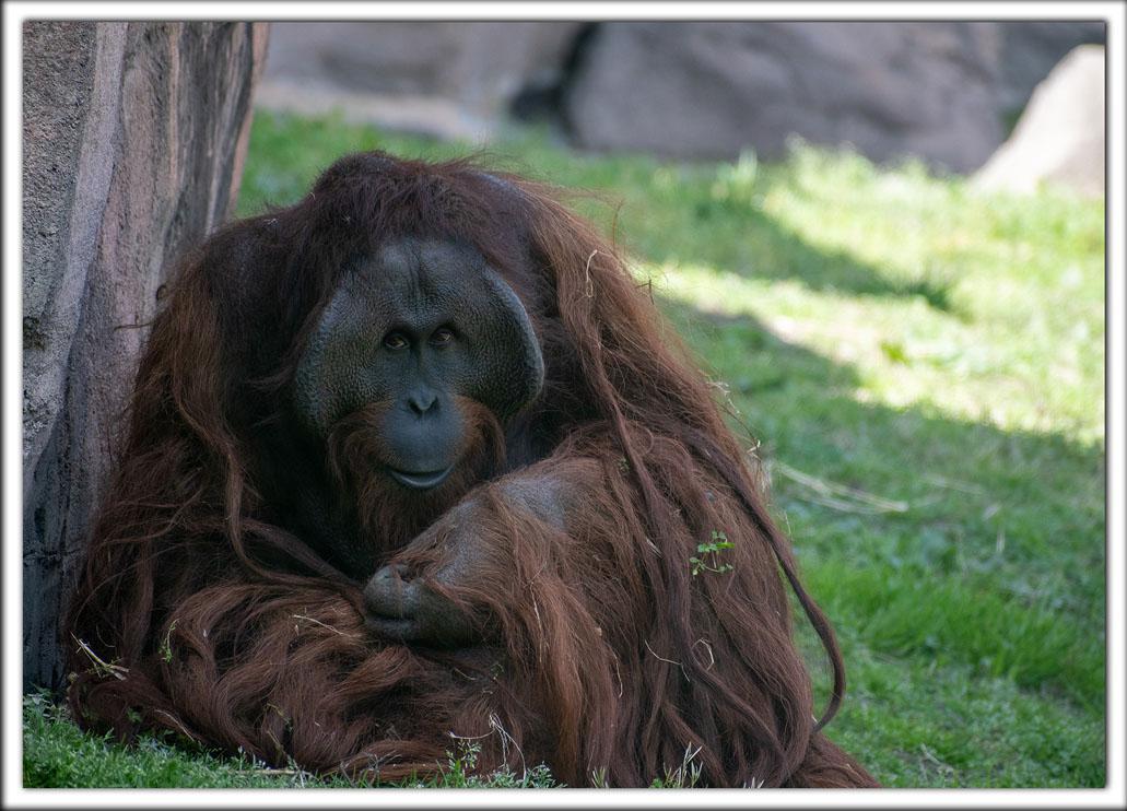 Zoo Postcard