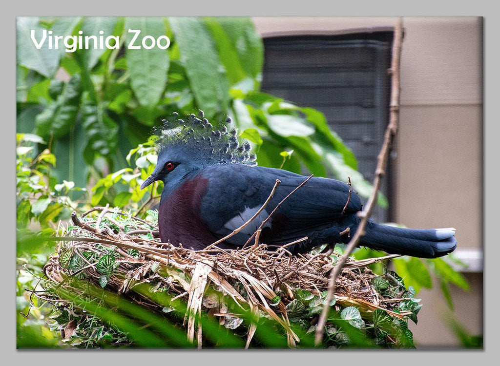 Zoo Flat Magnet