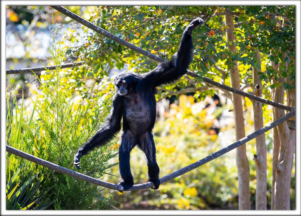 Zoo Postcard