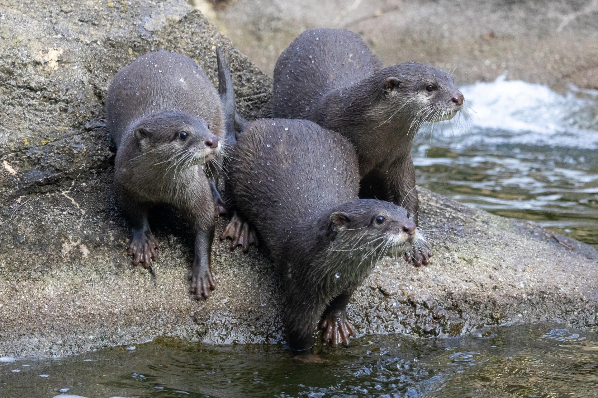 Zoo Flat Magnet