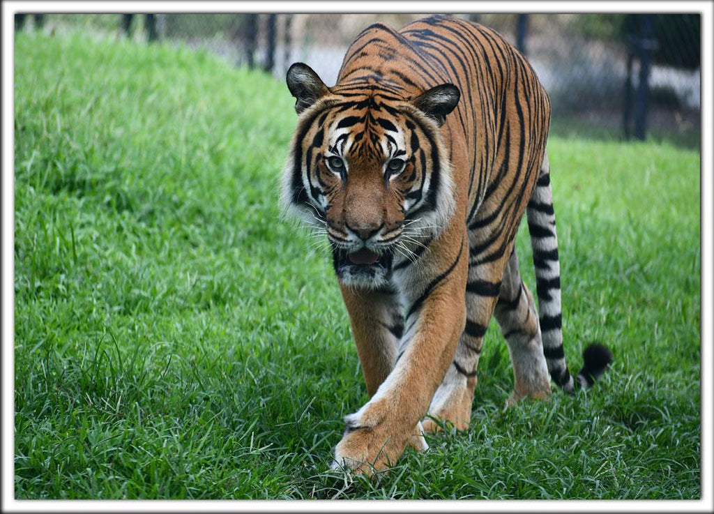 Zoo Postcard