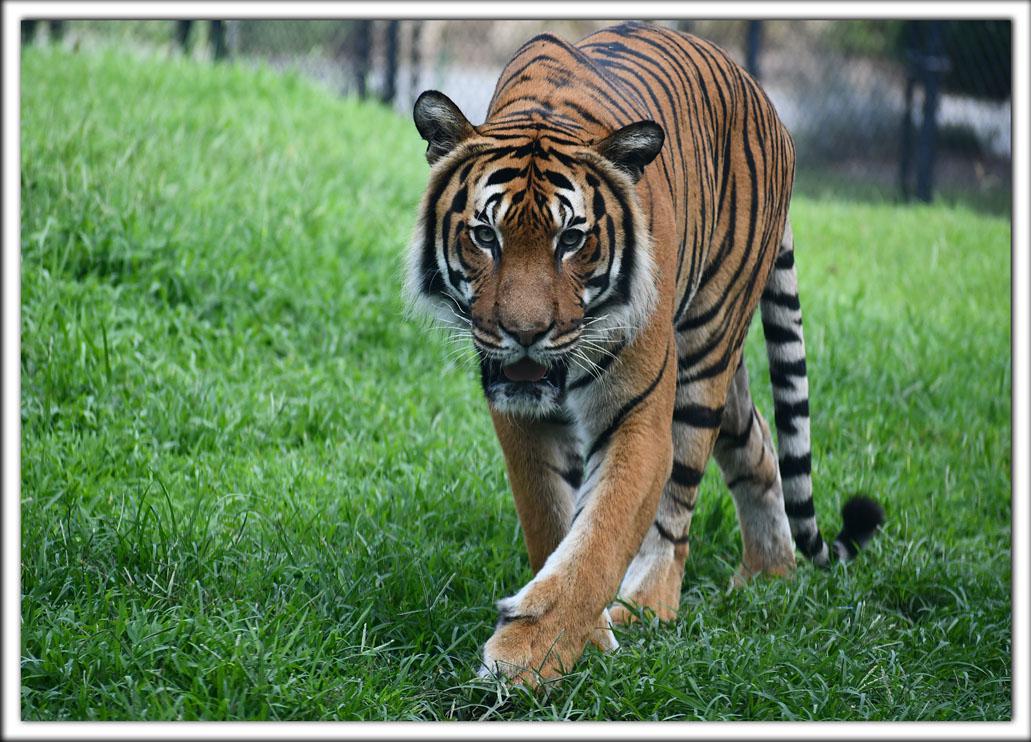 Zoo Postcard