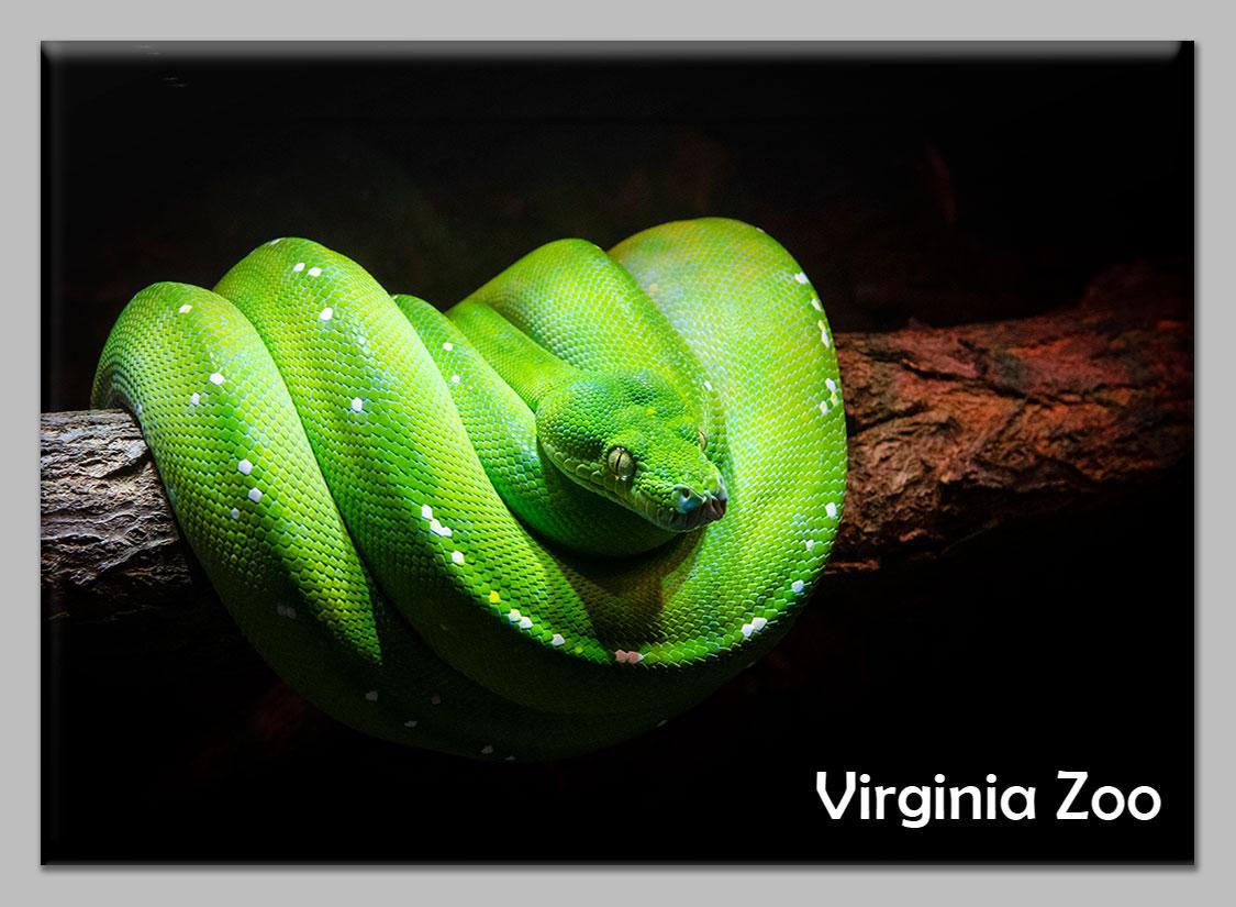 Zoo Flat Magnet
