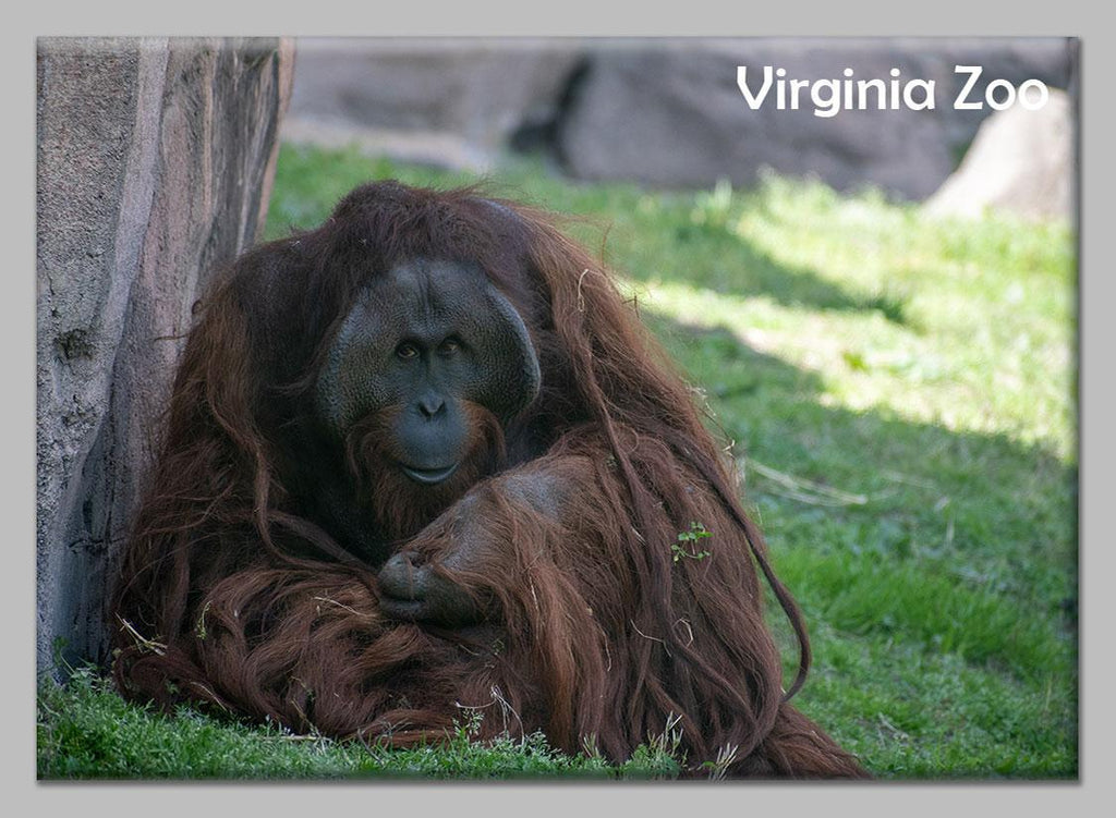 Zoo Flat Magnet