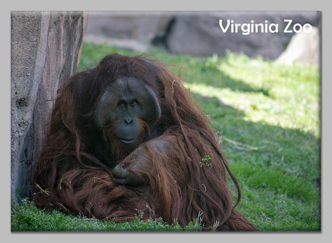 Zoo Flat Magnet
