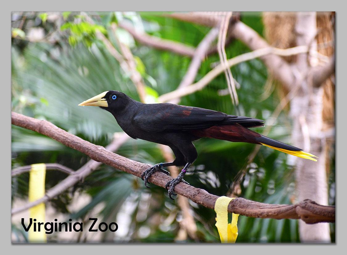 Zoo Flat Magnet