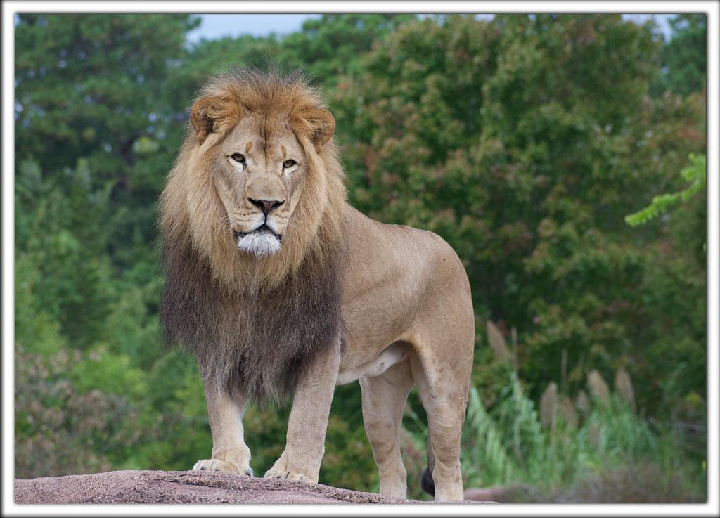 Zoo Postcard