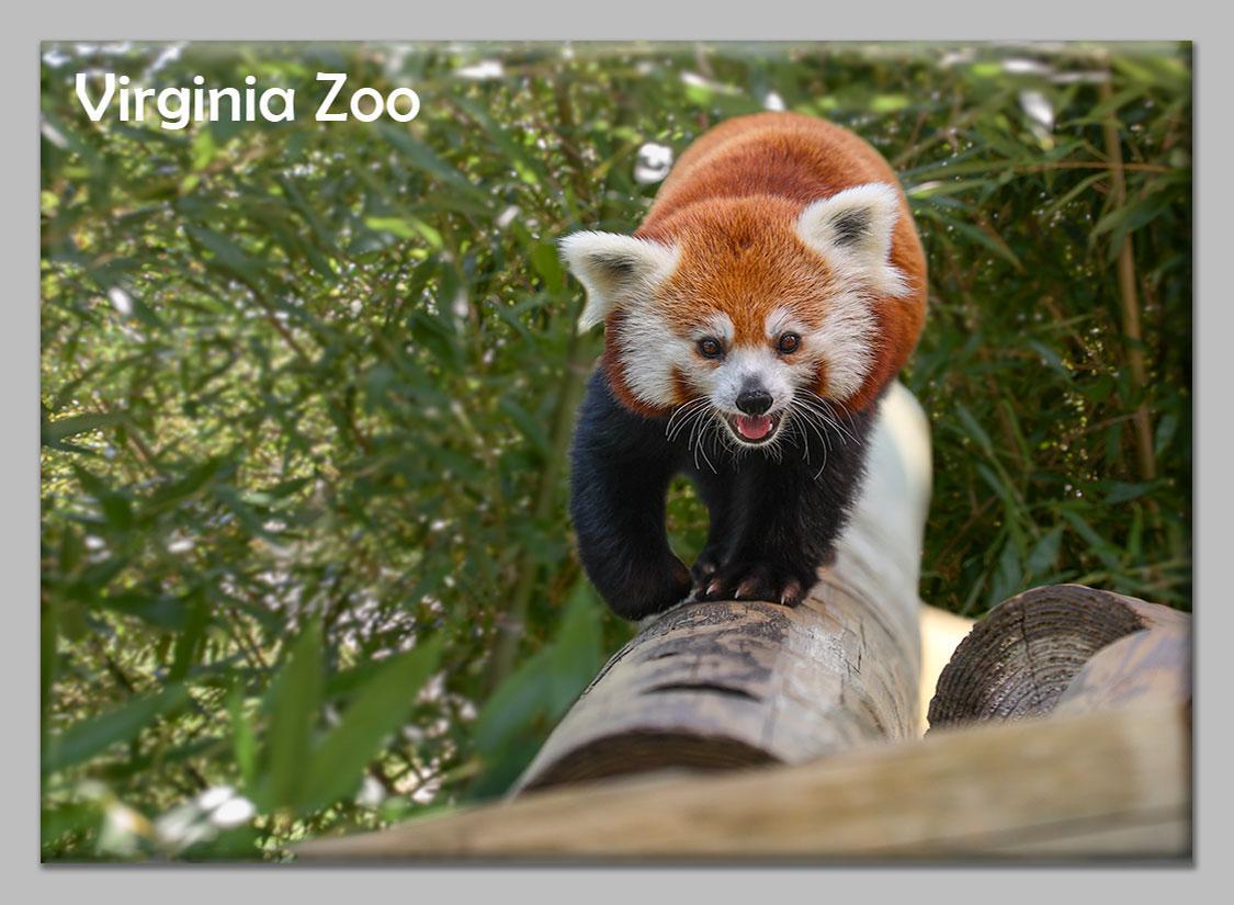 Zoo Flat Magnet