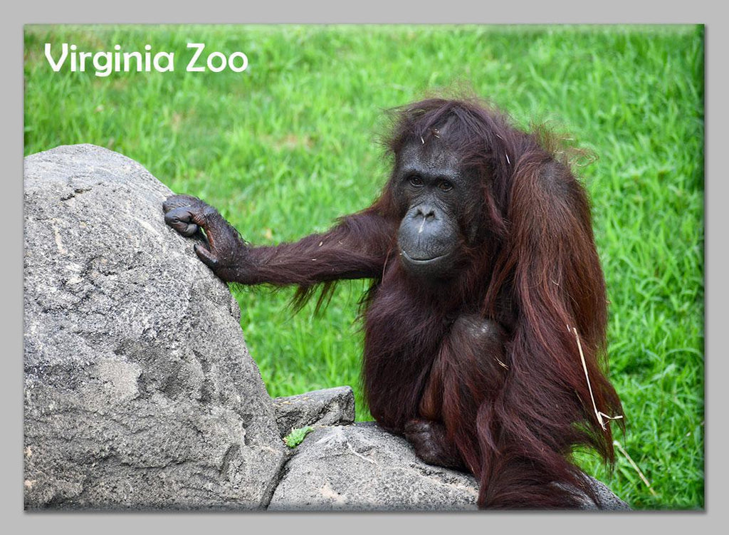 Zoo Flat Magnet