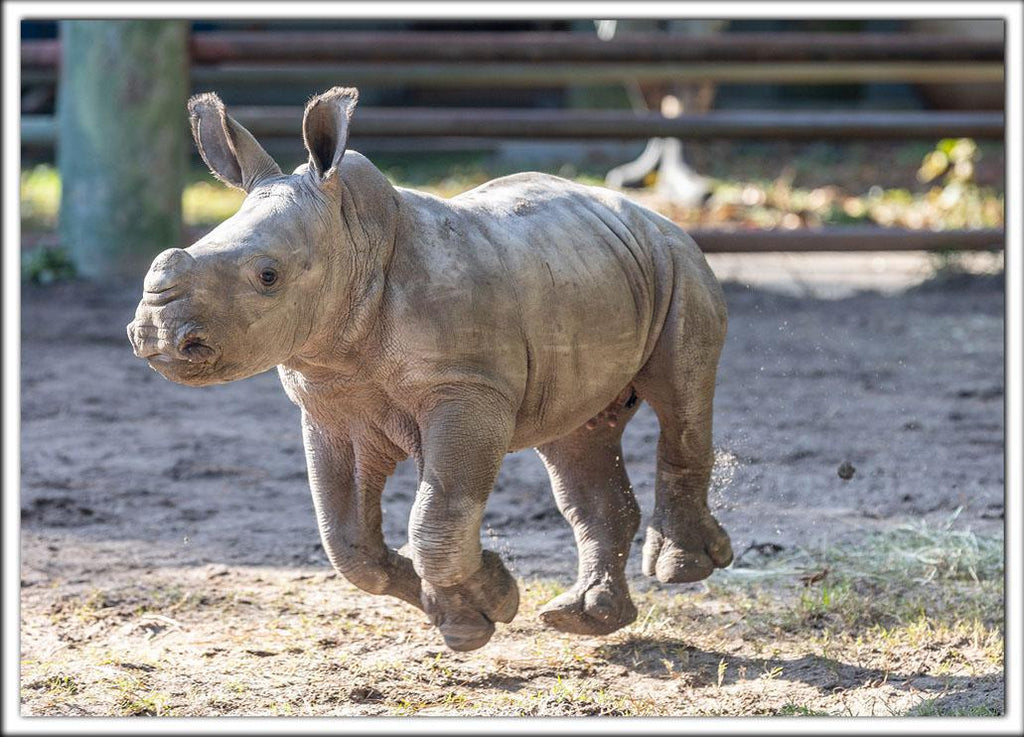Zoo Postcard