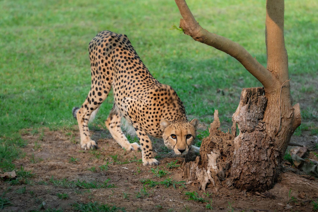 Zoo Flat Magnet