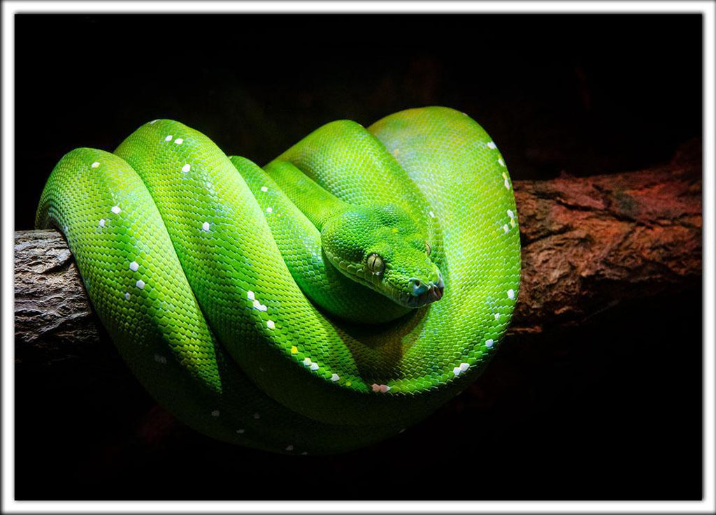 Zoo Postcard