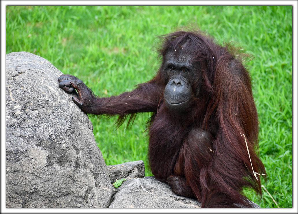 Zoo Postcard