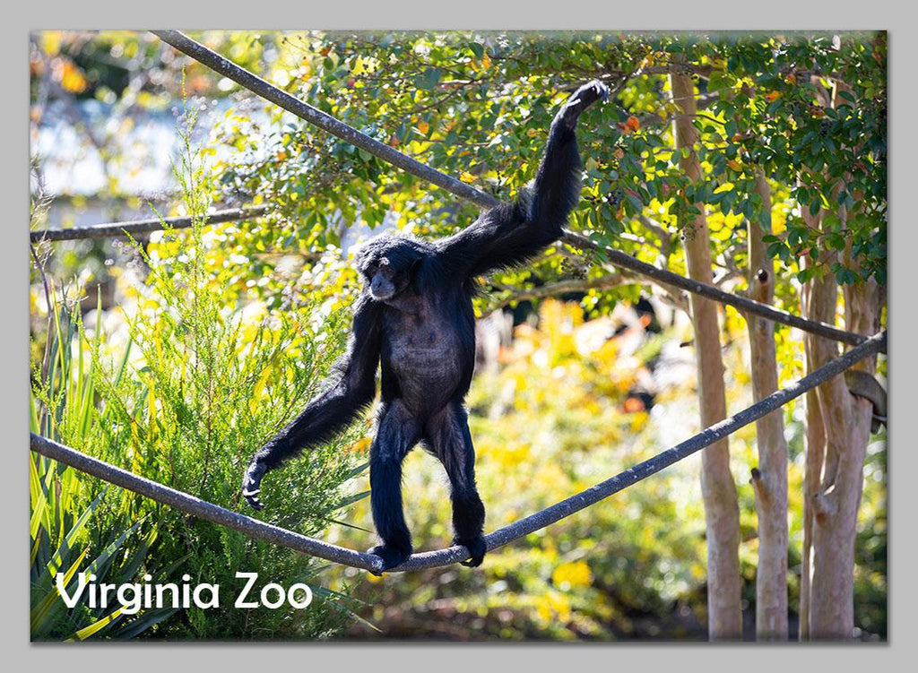 Zoo Flat Magnet