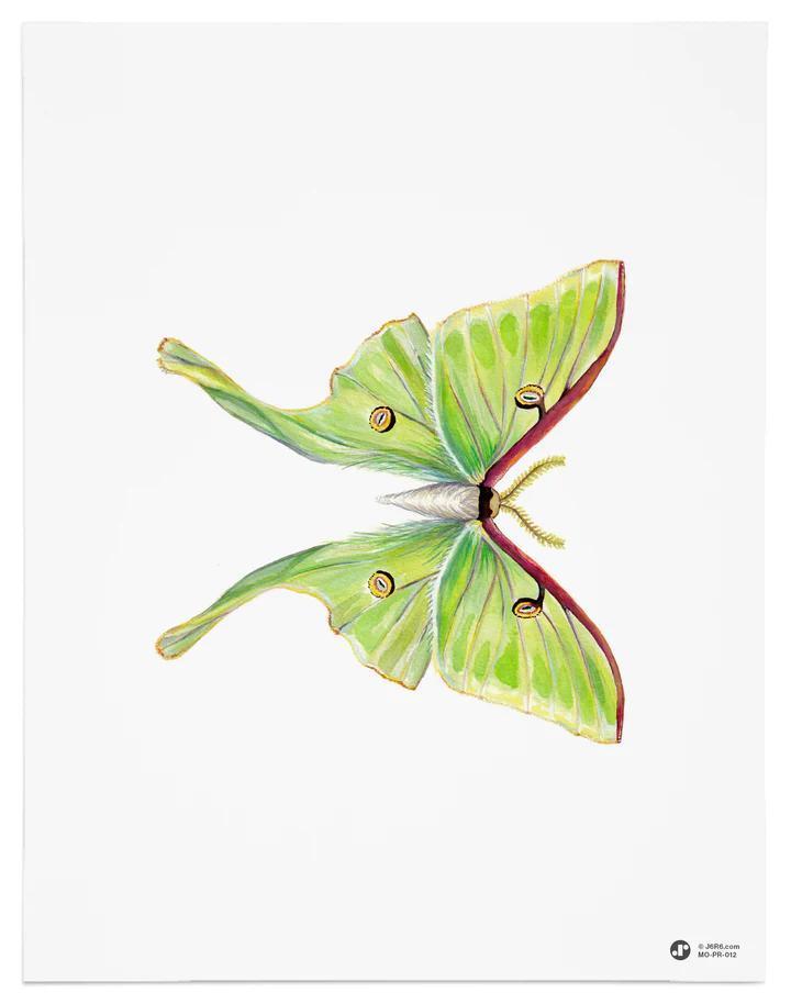 J6R6 8x10 Prints