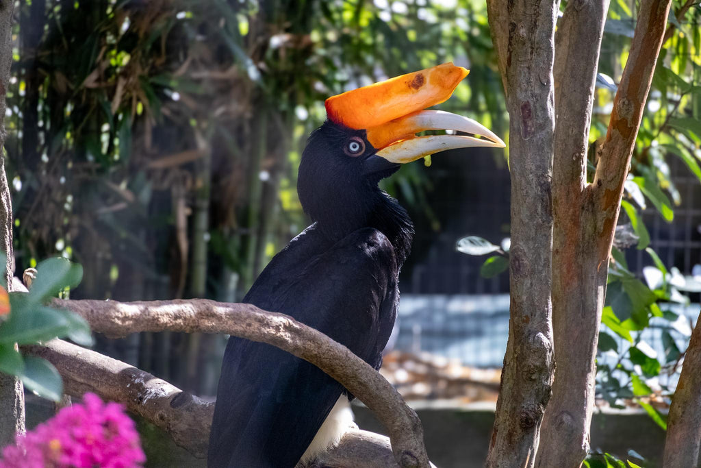 Zoo Flat Magnet