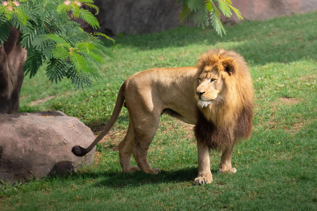 Zoo Flat Magnet