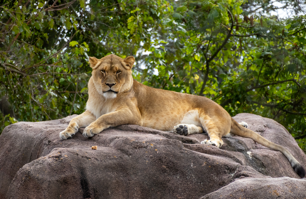Zoo Flat Magnet