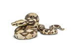 Safari LTD Animals