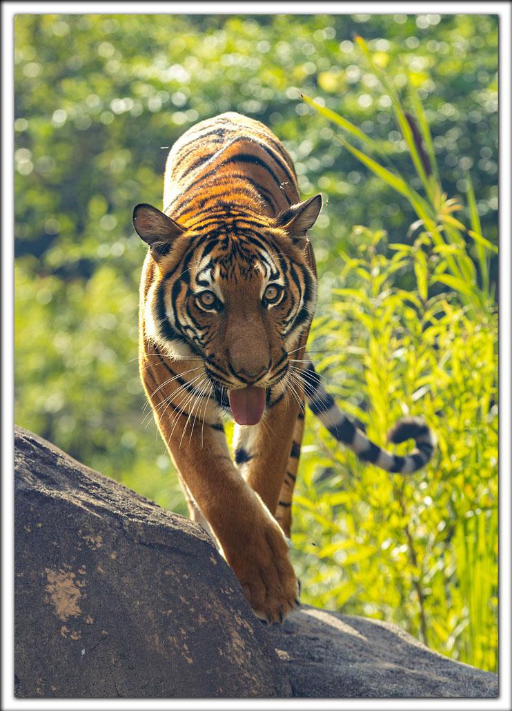 Zoo Postcard