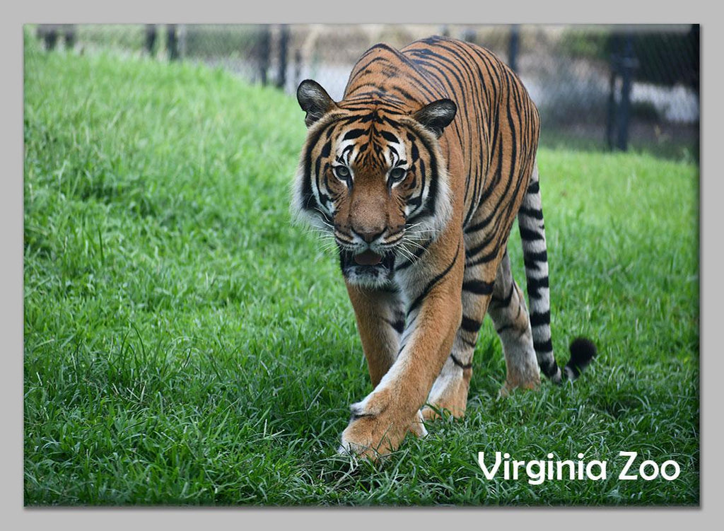 Zoo Flat Magnet