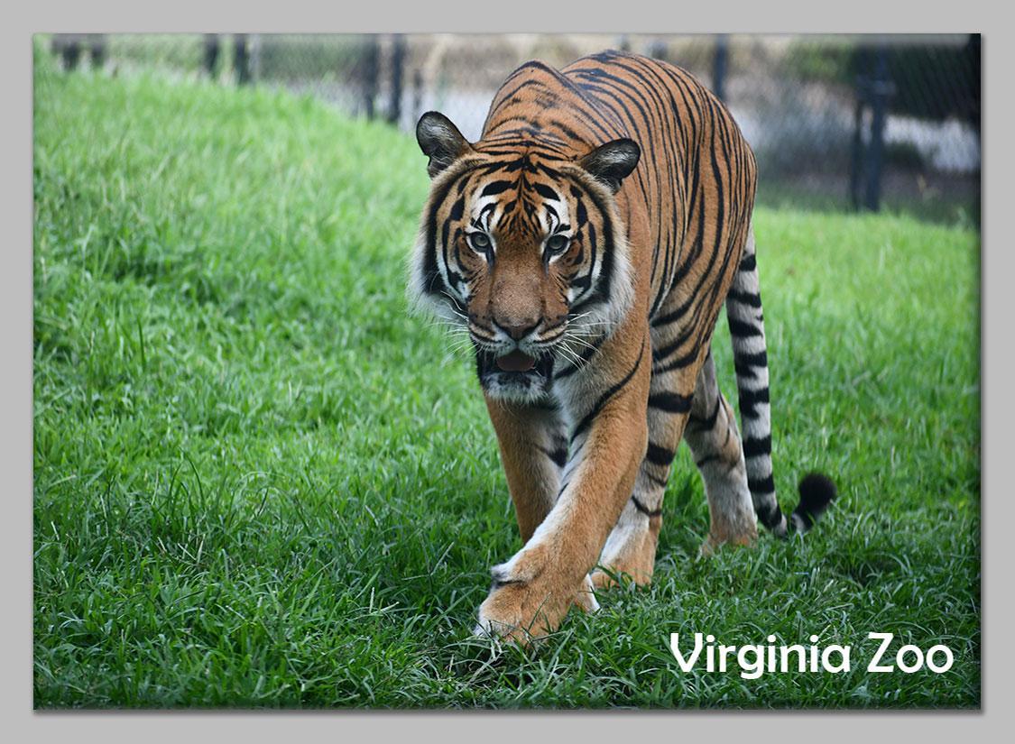 Zoo Flat Magnet