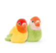 A Pair of Lovely Lovebirds