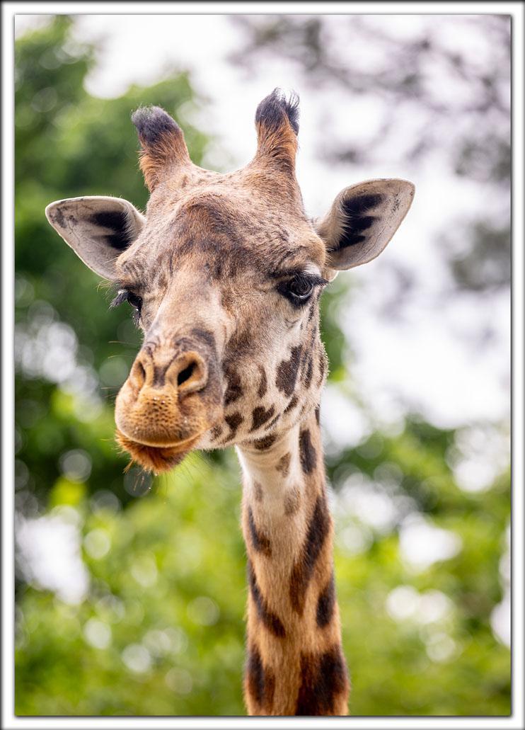 Zoo Postcard