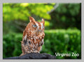 Zoo Flat Magnet