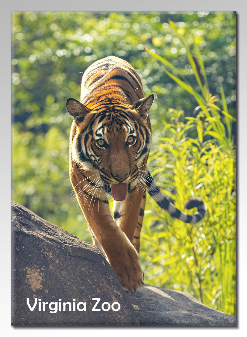 Zoo Flat Magnet