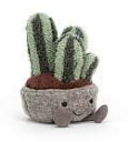 Silly Succulent Columnar Cactus
